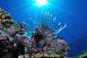 lionfish by Oscar Miralpeix 